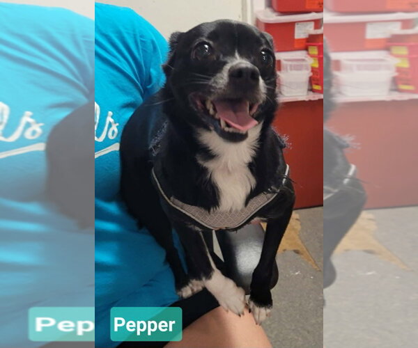 Medium Photo #2 Chihuahua Puppy For Sale in Richmond, IN, USA