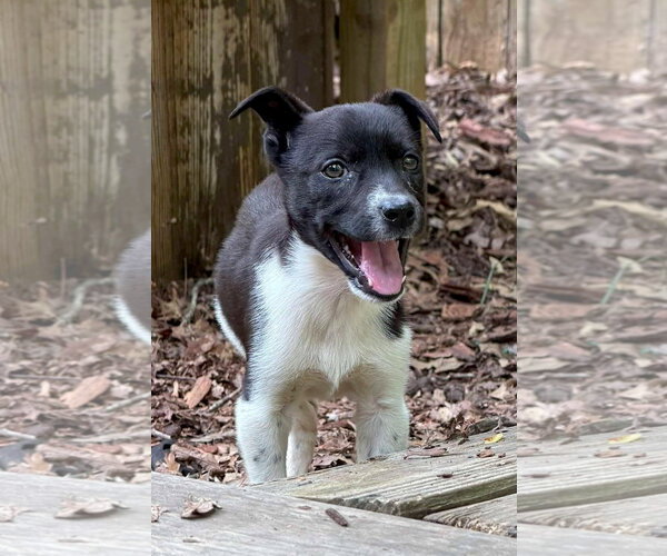 Medium Photo #1 Labrador Retriever-Unknown Mix Puppy For Sale in Holly Springs, NC, USA