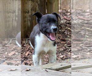 Labrador Retriever-Unknown Mix Dogs for adoption in Holly Springs, NC, USA