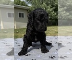 Small Photo #10 Goldendoodle Puppy For Sale in HOWARD CITY, MI, USA