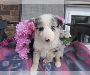 Border Collie Puppy for sale in HOUGHTON, MI, USA
