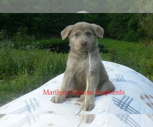 German Shepherd Dog Puppy for Sale in PIEDMONT, Missouri USA