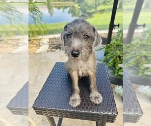 Schnauzer (Miniature)-Tibetan Terrier Mix Puppy for sale in BRADENTON, FL, USA