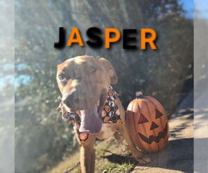 Jasper - Male Doberman Pinscher-German Shepherd Dog Mix Dog for Adoption - Photo #4