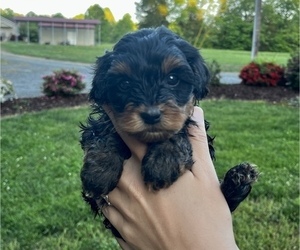 Poodle (Toy)-Yorkshire Terrier Mix Puppy for sale in MOCKSVILLE, NC, USA