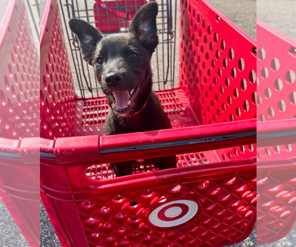 Medium Photo #2 Border Collie-Unknown Mix Puppy For Sale in Mount Pleasant, SC, USA
