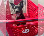 Small #1 Border Collie Mix