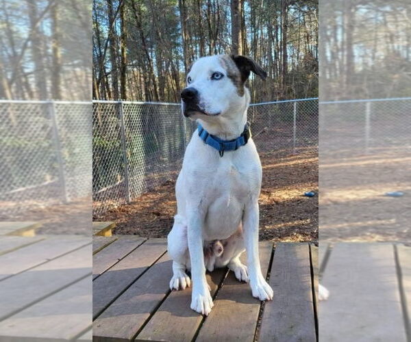 Medium Photo #16 Boxer-Catahoula Leopard Dog Mix Puppy For Sale in Ellijay, GA, USA