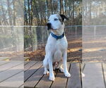 Small #15 Boxer-Catahoula Leopard Dog Mix
