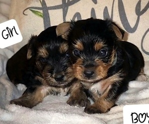 Yorkshire Terrier Puppy for Sale in BENNETTSVILLE, South Carolina USA