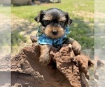 Small #5 Yorkshire Terrier