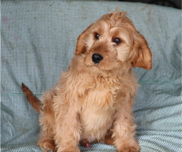 Medium Photo #1 Cavalier King Charles Spaniel-Goldendoodle Mix Puppy For Sale in SHILOH, OH, USA