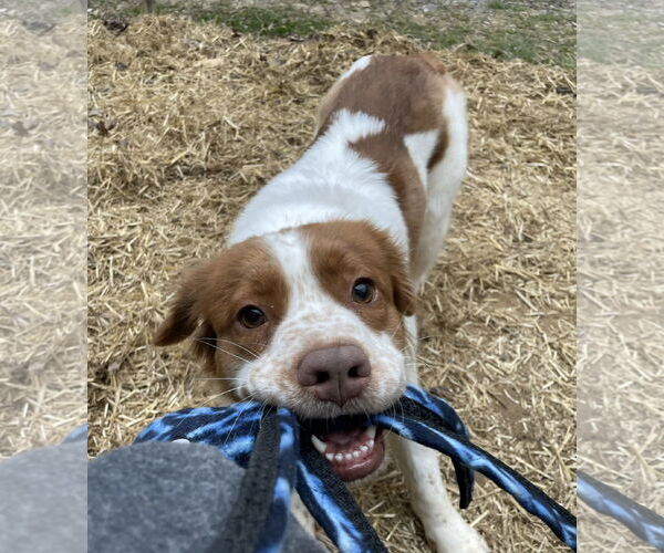 Medium Photo #3 Labany Puppy For Sale in Curwensville, PA, USA