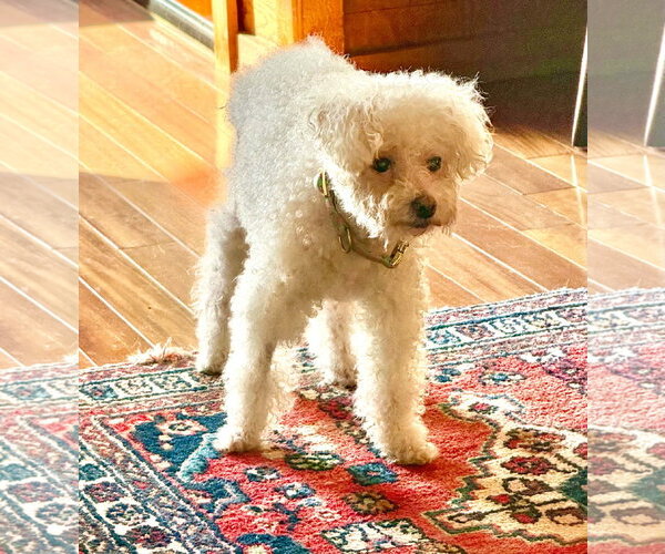 Medium Photo #2 Bichon Frise-Unknown Mix Puppy For Sale in Escondido, CA, USA