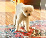 Small #1 Bichon Frise Mix