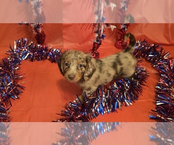 Medium Photo #3 Dachshund Puppy For Sale in NEOSHO, MO, USA