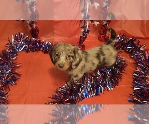 Medium Dachshund