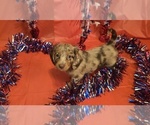 Puppy 2 Dachshund