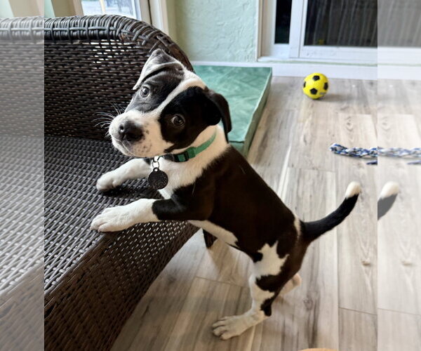 Medium Photo #1 Labrador Retriever-Unknown Mix Puppy For Sale in Royal Palm Beach, FL, USA