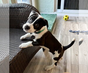 Labrador Retriever-Unknown Mix Dogs for adoption in Royal Palm Beach, FL, USA