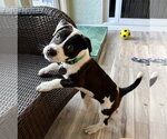 Small Labrador Retriever Mix