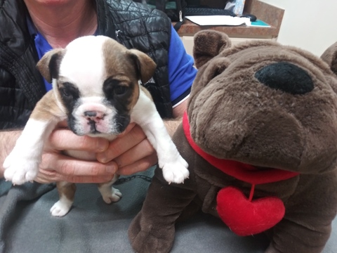 Medium Photo #1 Bulldog Puppy For Sale in PLANO, TX, USA