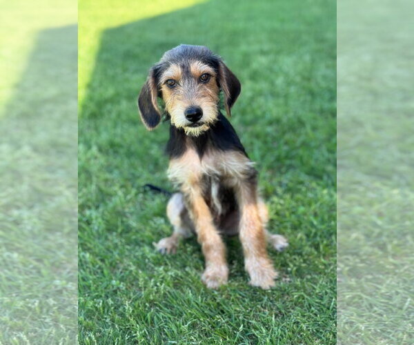 Medium Photo #3 Beagle-Unknown Mix Puppy For Sale in PIPE CREEK, TX, USA