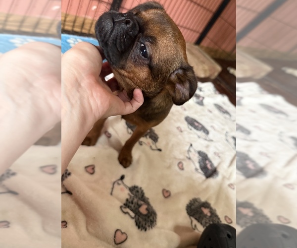 Medium Photo #3 Brussels Griffon Puppy For Sale in BLOOMINGTON, IL, USA