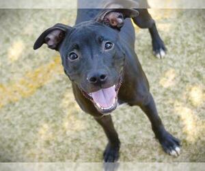 American Staffordshire Terrier-Unknown Mix Dogs for adoption in Tallahassee, FL, USA