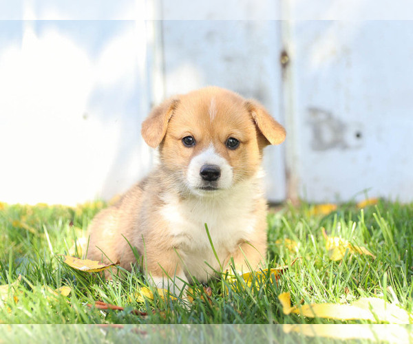 Medium Photo #1 Pembroke Welsh Corgi Puppy For Sale in MILLERSBURG, PA, USA