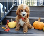 Small Photo #2 Cavapoo Puppy For Sale in MILLERSBURG, OH, USA