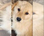 Small Photo #1 German Shepherd Dog-Golden Retriever Mix Puppy For Sale in MODESTO, CA, USA