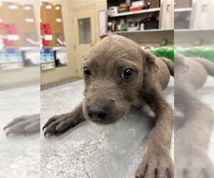 American Pit Bull Terrier-Unknown Mix Dogs for adoption in Waco, TX, USA