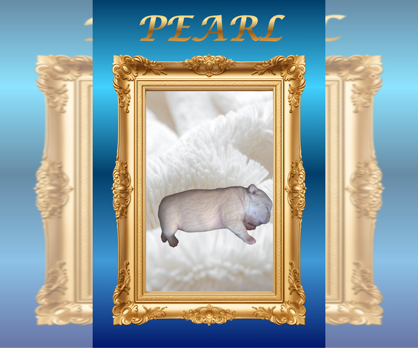 Medium Photo #4 French Bulldog Puppy For Sale in Luton, Bedfordshire (England), United Kingdom