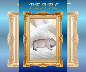 Medium French Bulldog