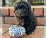 Small Photo #2 Poodle (Toy) Puppy For Sale in MALVERN, AR, USA