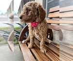 Small Photo #18 Poodle (Standard) Puppy For Sale in BAKERSFIELD, CA, USA