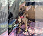 Small #1 German Shepherd Dog Mix
