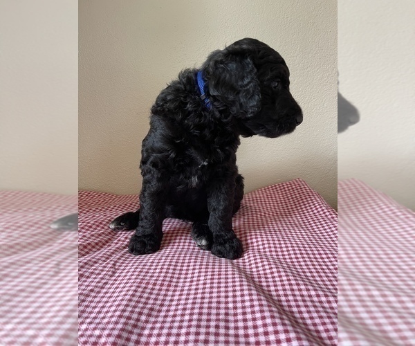 Medium Photo #11 Golden Mountain Doodle  Puppy For Sale in FORT SMITH, AR, USA
