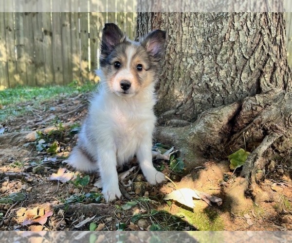 Medium Photo #1 Shetland Sheepdog Puppy For Sale in KINGSPORT, TN, USA