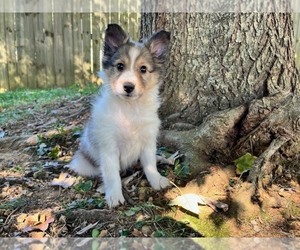 Shetland Sheepdog Puppy for sale in KINGSPORT, TN, USA