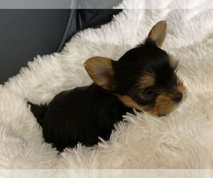 Yorkshire Terrier Puppy for sale in SYRACUSE, UT, USA