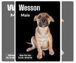 Small Chinese Shar-Pei Mix