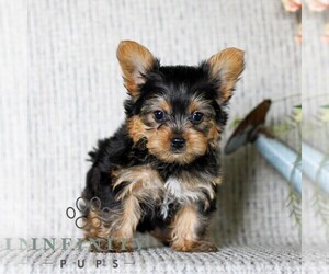 Yorkshire Terrier Puppy for sale in LITITZ, PA, USA