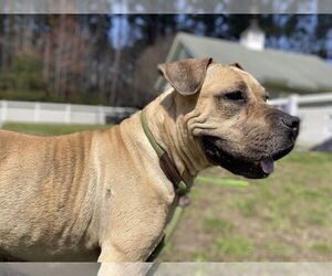 American Pit Bull Terrier-Unknown Mix Dogs for adoption in Virginia Beach, VA, USA