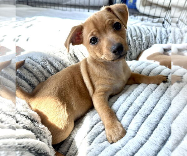 Medium Photo #3 Chiweenie Puppy For Sale in Batavia, OH, USA