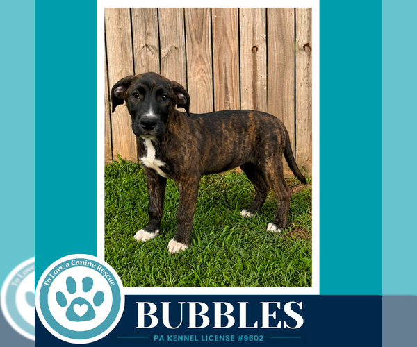 Medium Photo #4 Boxador Puppy For Sale in Kimberton, PA, USA
