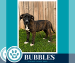 Small #3 Boxador