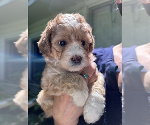 Shih-Poo Litter for sale in SOUTH HAVEN, MI, USA