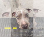 Small #1 Great Dane Mix